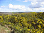 Achness Broom