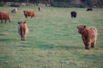 Highlanders