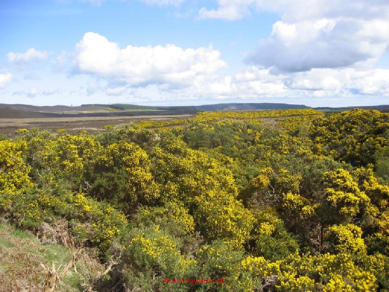 Achness broom